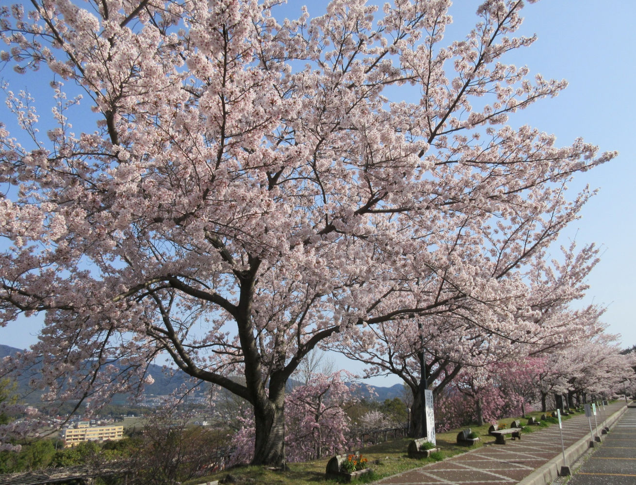 20190409sakura2.jpg
